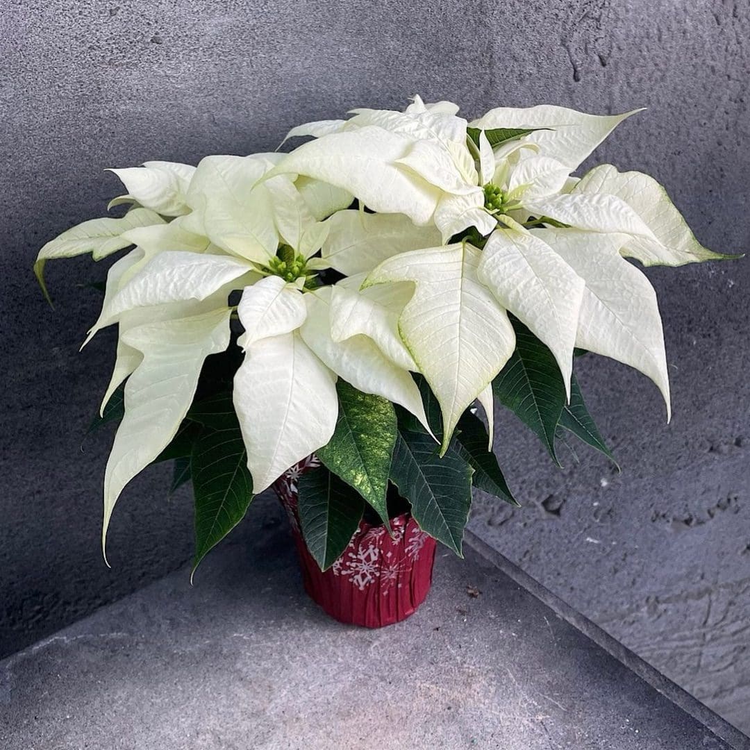 Poinsettia White – Christmas Plant – blozem