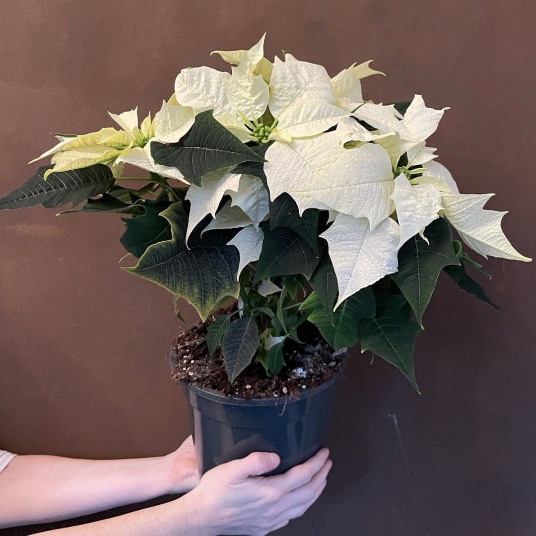 Poinsettia White – Christmas Plant – blozem