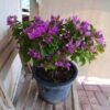 Bougainvillea Purple - Bushy 
Big - Image 2