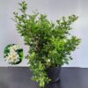 Orange Jessamine – Bushy 
Murraya Paniculata
Big size