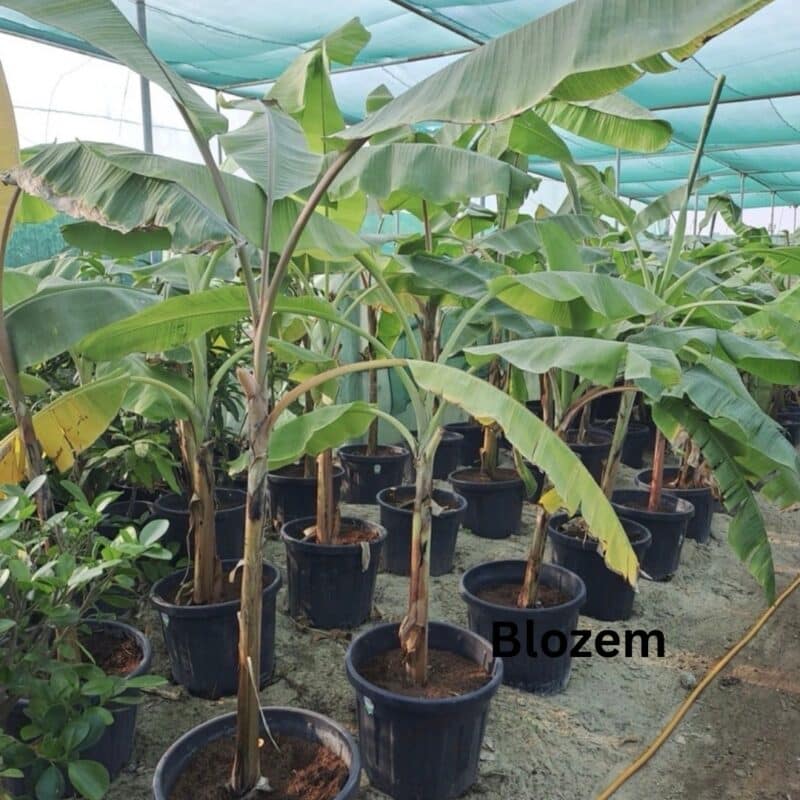Musa paradisiaca “Banana Tree”
Big size
