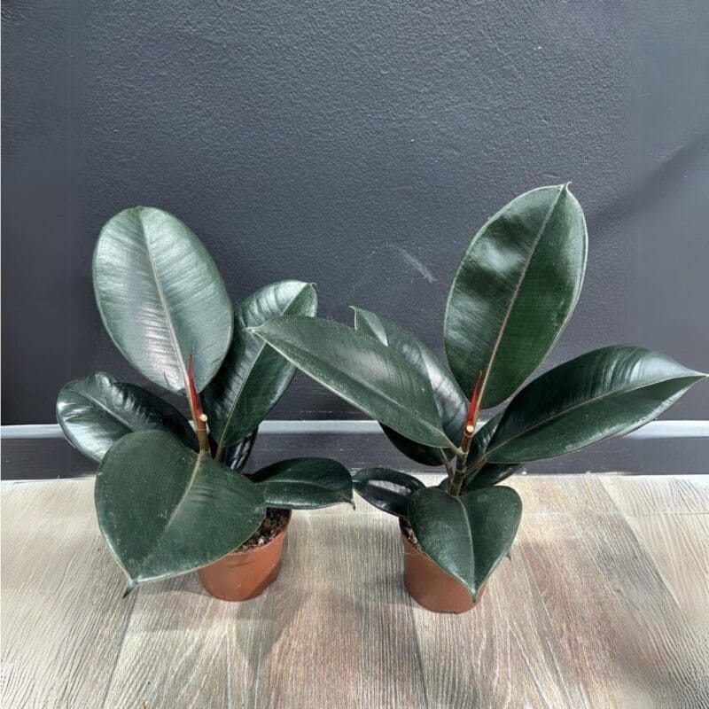 Ficus elastica Robusta - Rubber Plant
(1 plant) - Image 2