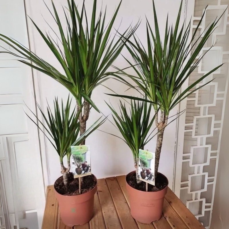 Dracaena Marginata
(1 plant)