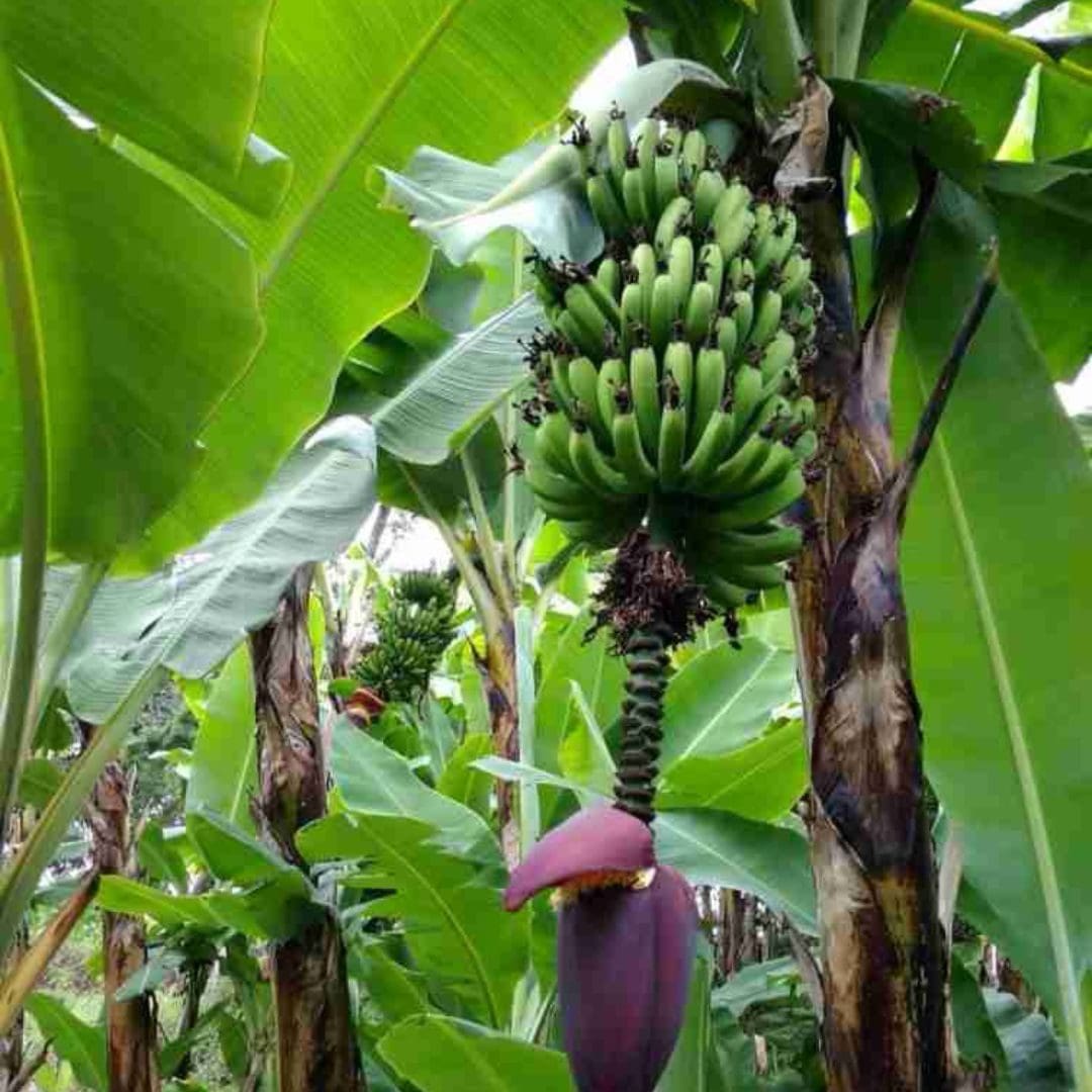 Musa paradisiaca “Banana Tree” Big size – blozem