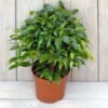 Ficus green Kinky 
Bushy - Image 3