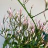 Jasmine "Jasminum polyanthum"-
Creeper plant - Image 5