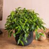 Ficus green Kinky 
Bushy - Image 2