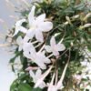 Jasmine "Jasminum polyanthum"-
Creeper plant - Image 4