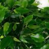 Ficus green Kinky 
Bushy - Image 4