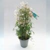 Jasmine "Jasminum polyanthum"-
Creeper plant - Image 3