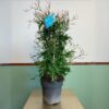 Jasmine "Jasminum polyanthum"-
Creeper plant - Image 2