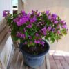 Bougainvillea Purple - Bushy 
Big