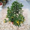 Calamansi-Citrus Plant
