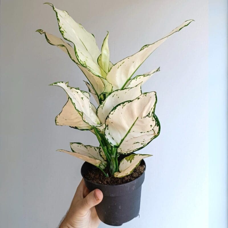 Aglaonema White Joy – blozem