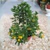 Calamansi-Citrus Plant - Image 2