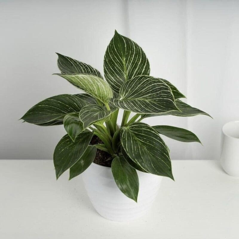 Philodendron White Wave - Image 4