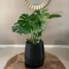Potted Big Monstera deliciosa - Swiss Cheese Plant
(Tall Pot)
