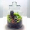 Flora Closed Terrarium