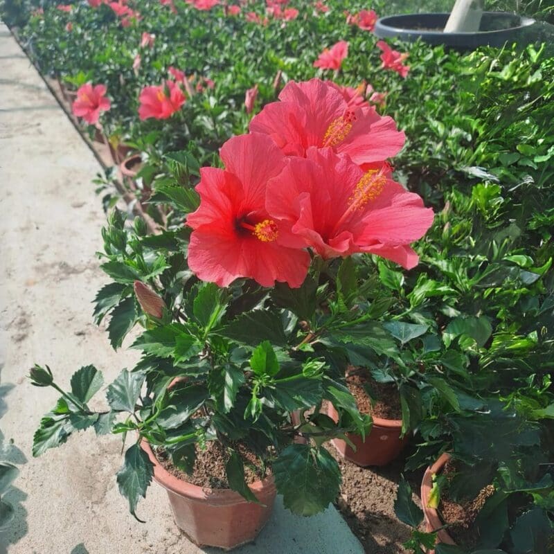 Hibiscus Syriacus Bushy - Image 3