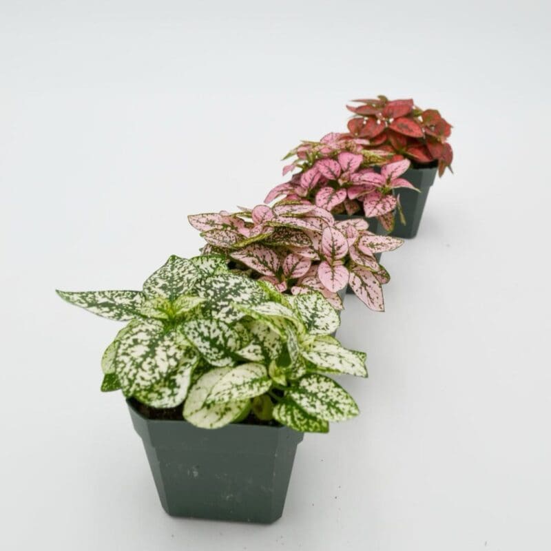 Polka Dot Plant -
Hypoestes phyllostachya

mix color(per piece) - Image 3