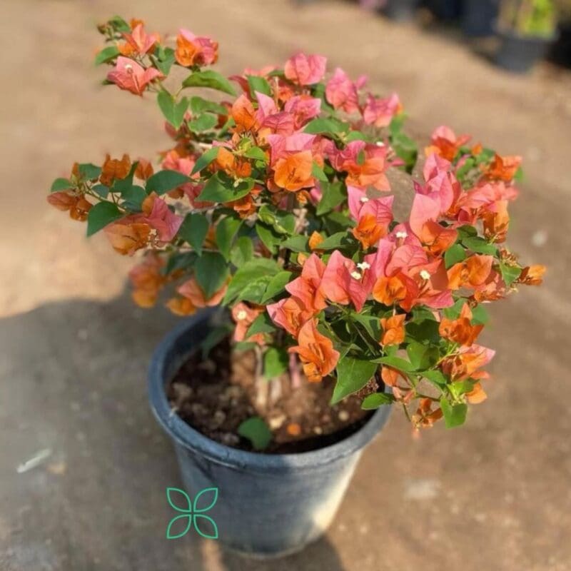 Bougainvillea ‘Orange King’ Big – blozem