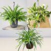 Air Purifying Bundle-Hanging 
(3 plants)