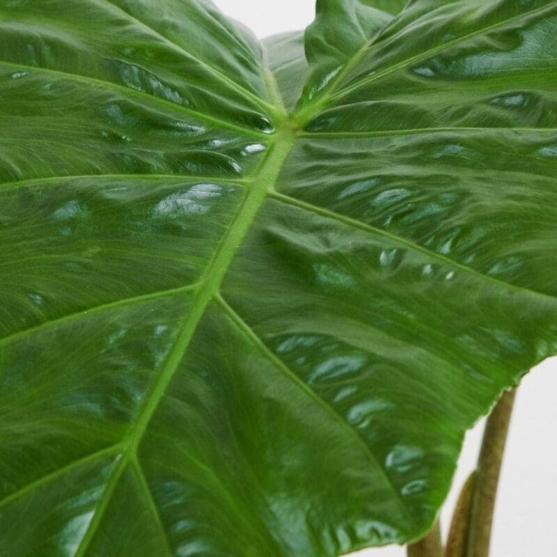 Alocasia Portodora - Upright Elephant Ear - Image 4
