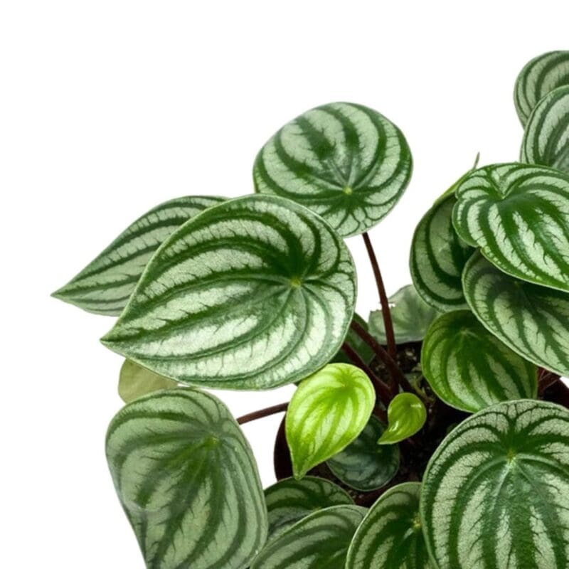 Peperomia watermelon-Peperomia argyreia
(Table plant) - Image 3