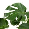Potted Big Monstera deliciosa - Swiss Cheese Plant
(Tall Pot) - Image 2