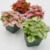 Polka Dot Plant -
Hypoestes phyllostachya

mix color(per piece) - Image 2
