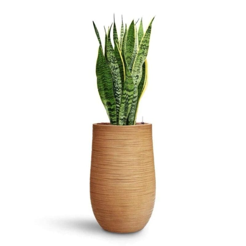 Dune Partner Planter - Tall - Image 3