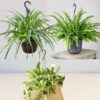 Air Purifying Bundle-Hanging 
(3 plants) - Image 2
