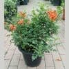 Tecoma capensis - Deep orange Honeysuckle
Bushy - Image 2