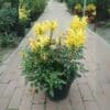 Tecoma capensis - Yellow Bells 
Bushy