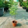 Curry Leaves