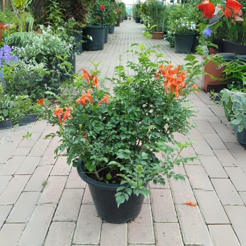 Tecoma capensis - Deep orange Honeysuckle
Bushy - Image 3