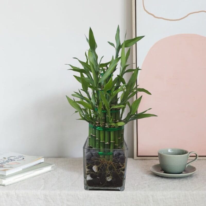 Lucky Bamboo 4 Layer With Glass Vase
(Table Plant) - Image 3