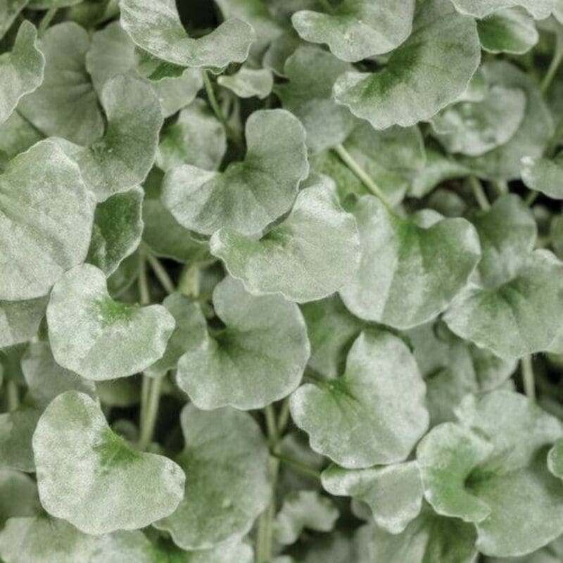 Dichondra argentea 'Silver Falls' Hanging
Bushy - Image 3