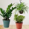 Tropical  Indoor Plant Bundle
3 Plants - Image 2