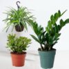 Tropical  Indoor Plant Bundle
3 Plants