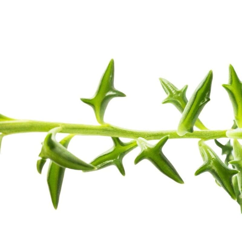 String of Dolphins-Senecio peregrinus - Image 4