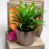Dracaena Janet Craig Compacta