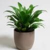 Dracaena Janet Craig Compacta - Image 2