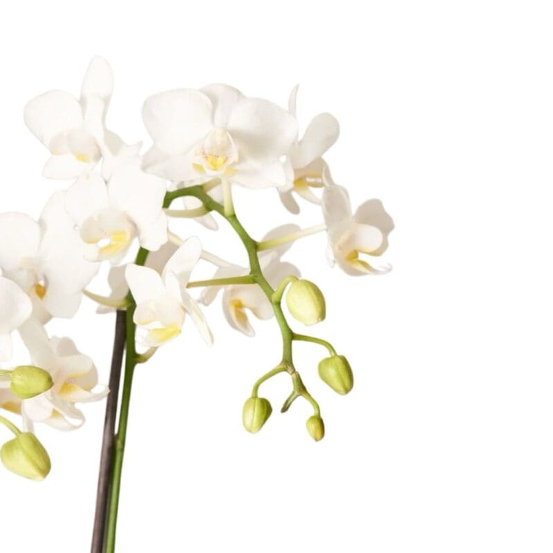 White Phalaenopsis Orchid- - Image 4