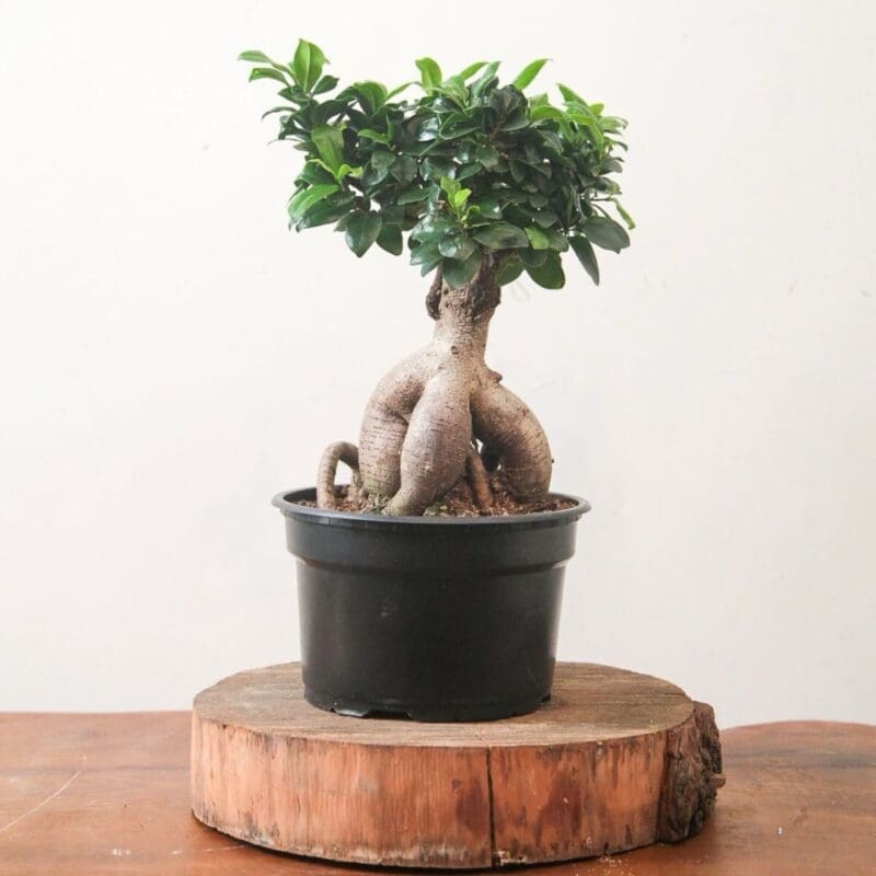 Ficus Ginseng Bonsai - Image 2