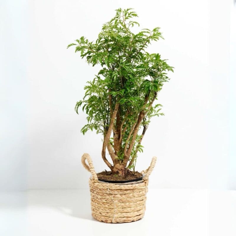 Polyscias Ming - Aralia Ming