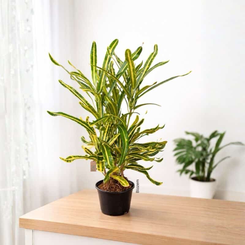 Banana Croton-Codiaeum Variegatum
