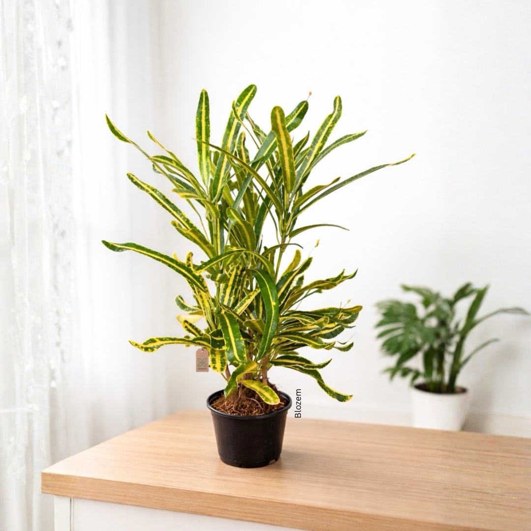 Banana Croton-Codiaeum Variegatum