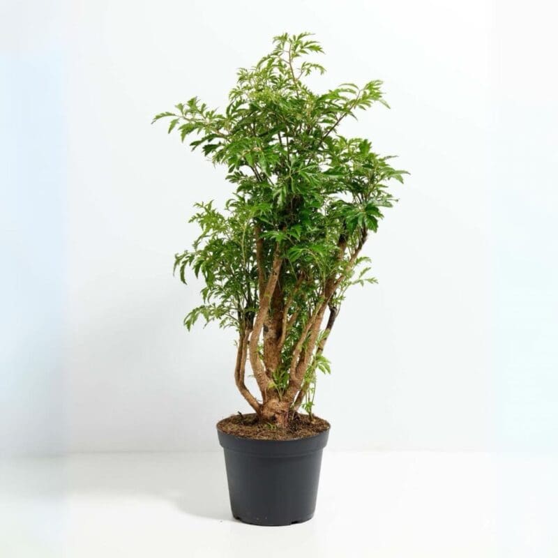 Polyscias Ming - Aralia Ming - Image 3