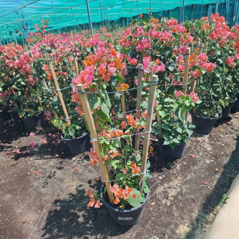 Bougainvillea Multi Color
4 Stick